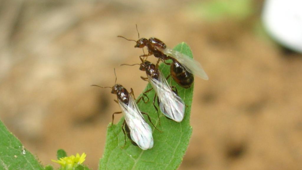 Stay alert! Red imported fire ants reported in Guangdong | South