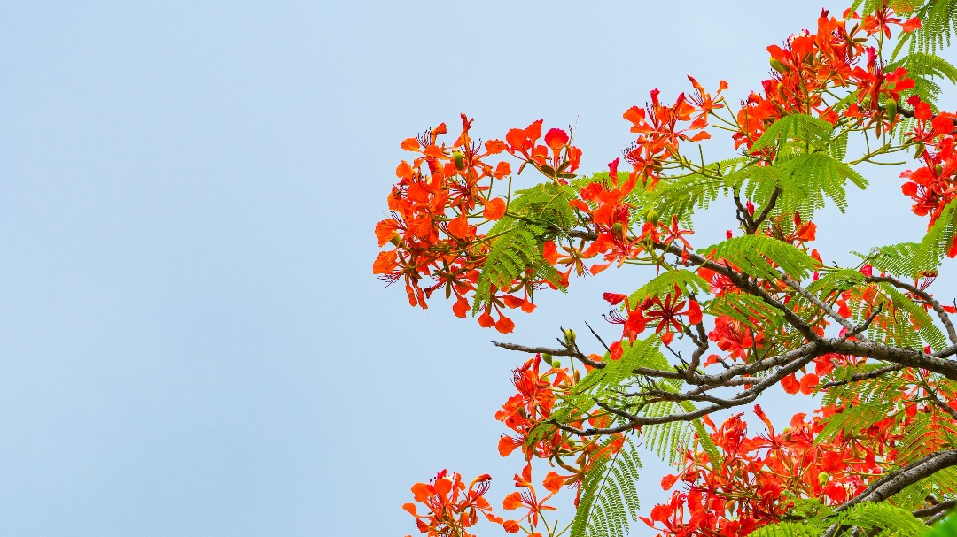 In pics: Flame trees in full bloom light up Yunan, Yunfu | South