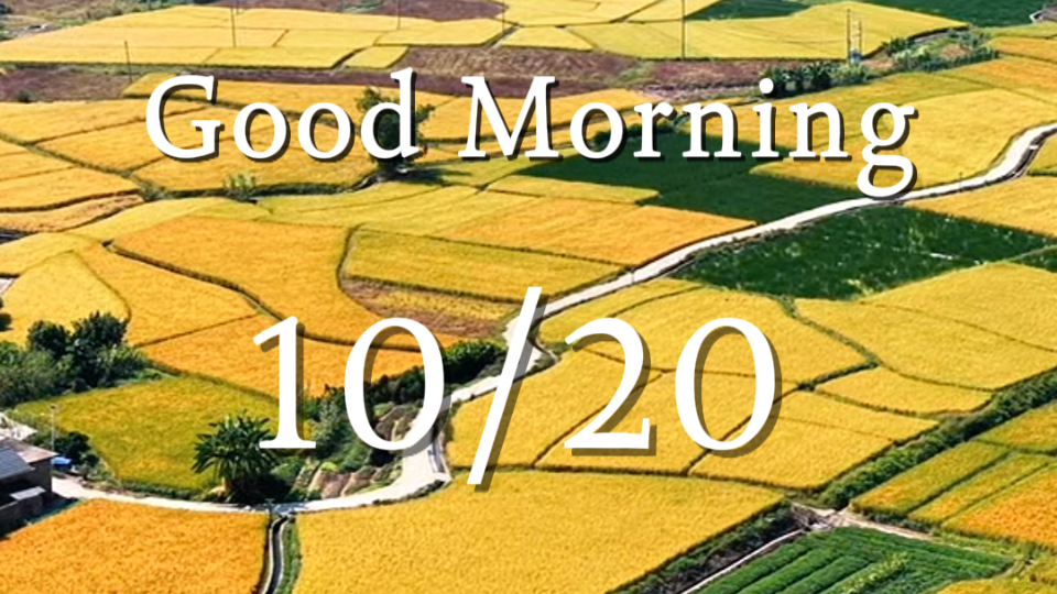 Autumn breeze sweeps through waves of ripened rice in Shaoguan | South